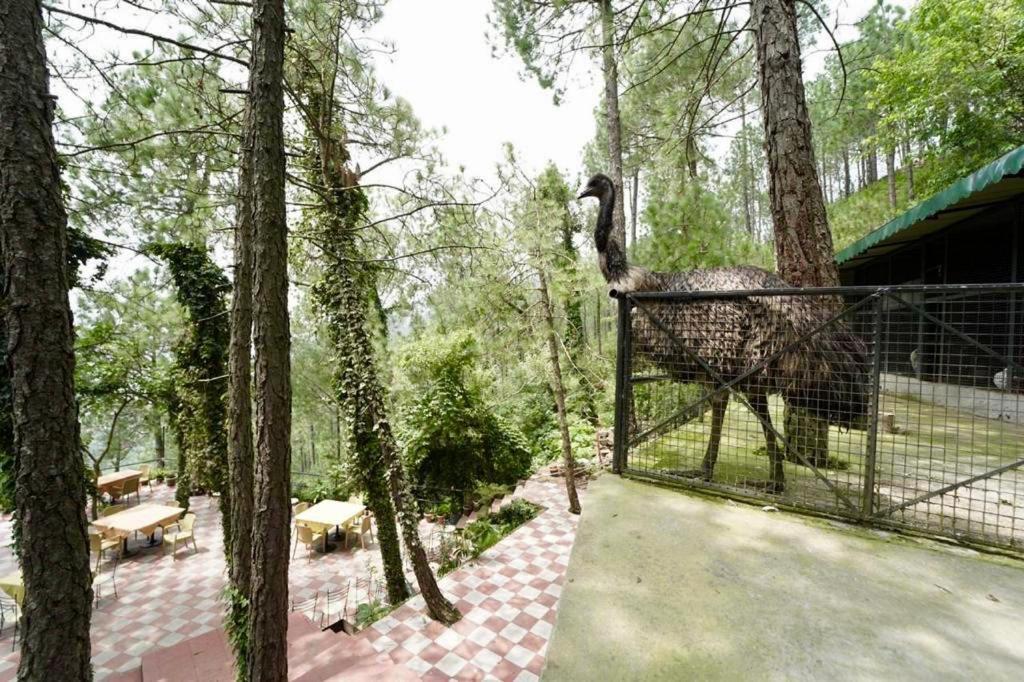 Nature View Resort !! A Four Star Lavish & Luxury Resort Чайл Екстериор снимка